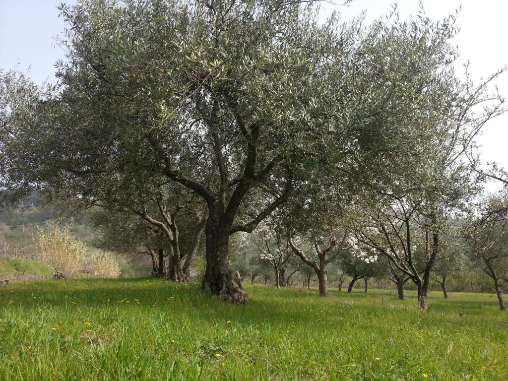 Al Merlo Olivo, Rural Istrian House Buje Exteriér fotografie